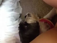 A fluffy dog licks the youthful cunt of a mischievous adolescent girl.